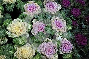 Alkaline, healthy food white and purple kale leaves