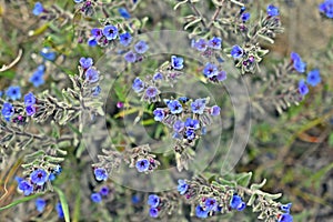Alkanna tinctoria, the dyer`s alkanet, spring flowers photo