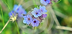 Alkanna tinctoria, the dyer`s alkanet, spring flowers