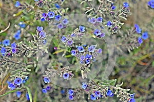 Alkanna tinctoria, the dyer`s alkanet, spring flowers