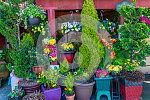 Alki Hanging Flowers 2