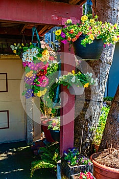 Alki Hanging Flowers