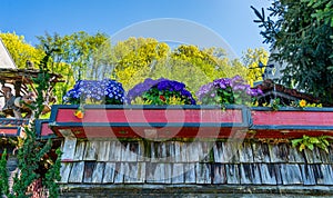 Alki Rooftop Flowers