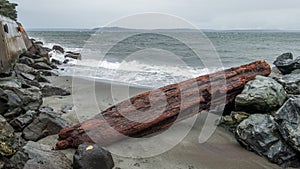 Alki Shoreline - Logs 2