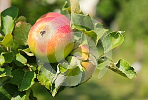 Alkmene apple tree (Early Windsor) with fruit in Austria