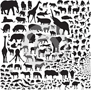 All the animals of Africa