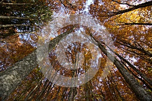 Forests dressed in October