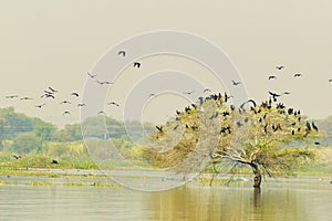 Indian Cormorant resting on tree photo