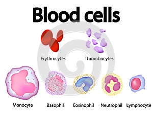 All blood cells scientific overview vector image