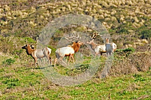 A herd of bull Elks