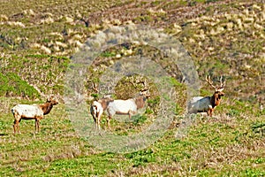 A herd of bull Elks