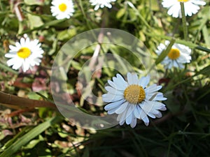 All daisies are innocence photo