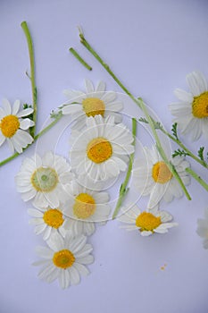 All daisy flowers for design and wallpaper