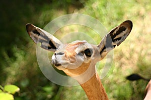 All Ears Deer (Gerenuk)