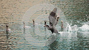 A Cormorant Flight Instructor photo