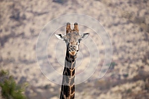 ALL Giraffe_9246