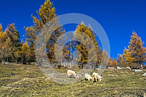 All the gold of Monviso. Ostana one of the most beautiful villages in Italy