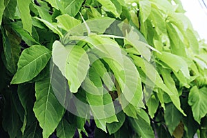 All Green Leaf photo and bright sun.