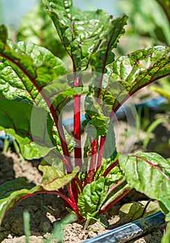 All About Growing Organic Beets