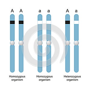 Difference Between Homozygous and Heterozygous photo