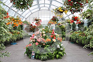 Todo Tipos de flores floreciente en invernadero 