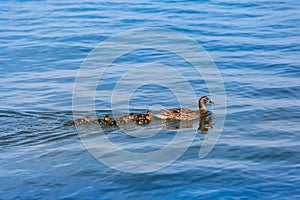 All Little Ducklings Behind Mum