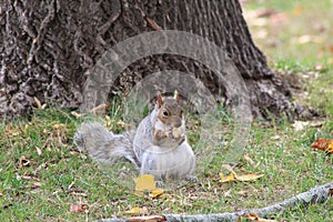 All mine... determination, persistence paid of.. You go Squirrel, finders keepers, eating my nuts