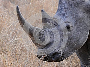 All because of my rhino horn photo