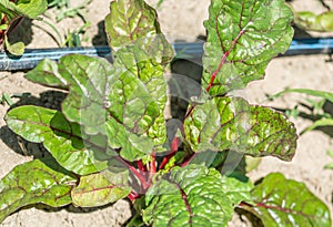 All About Organic Growing Beets