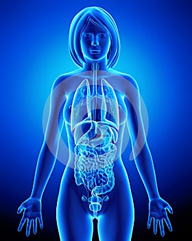 All organs of female body in blue x-ray loop