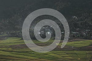 Ricefiels in the landscape of Indonesia photo