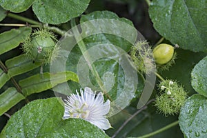 All about Passiflora foetida bush passion plant.