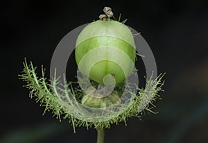 All about Passiflora foetida bush passion plant. photo