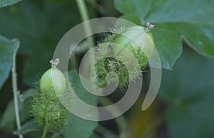 All about Passiflora foetida bush passion plant. photo