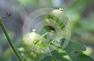 All about Passiflora foetida bush passion plant. photo