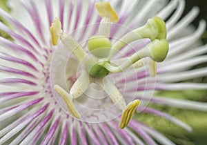 All about Passiflora foetida bush passion plant. photo