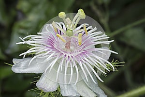 All about Passiflora foetida bush passion plant. photo