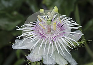 All about Passiflora foetida bush passion plant. photo