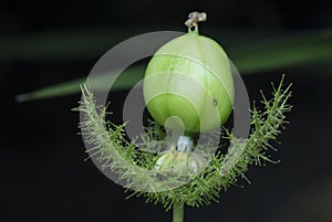 All about Passiflora foetida bush passion plant. photo