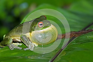 All puffed up green tree frog