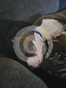 All smiles here dreaming away