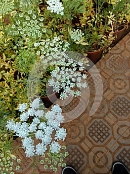 All stages of bees nest bloom from ramoji film city garden