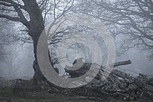 Mystified photo