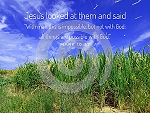 All Things are possible from bible verse design for Christianity with a ripe paddy field background.