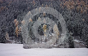 The first autumn snow covers the trees in the forest