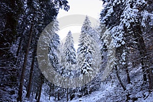 The forest with the first snowfalls of autumn photo