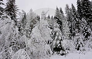 The snowy forest of Santa Claus