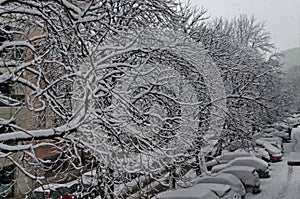 All white under snow, winter scenery at trees covered with heavy snow and street