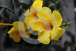 Allamanda cathartica, commonly calledÃÂ golden trumpet,ÃÂ common trumpetvine,ÃÂ andÃÂ yellow allamanda, blooming in garden.