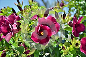 Allamanda blanchetti blooming flowers